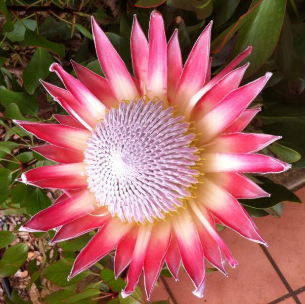 Protea Cottage George Dış mekan fotoğraf